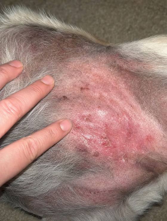 Buddy before