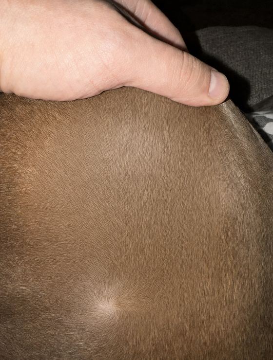 Nala after